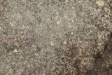 Polished Chondrite Meteorite Slice ( grams) - Morocco #238013-1
